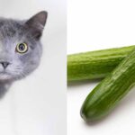 why are cats scared of cucumbers and bananas