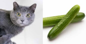 why are cats scared of cucumbers and bananas