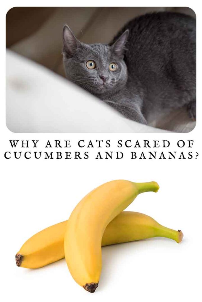 Why Are Cats Scared Of Cucumbers And Bananas?