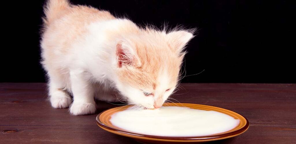 why do cats like milk so much