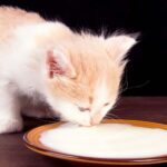 why do cats like milk so much