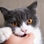 why does my cat bite me gently while purring