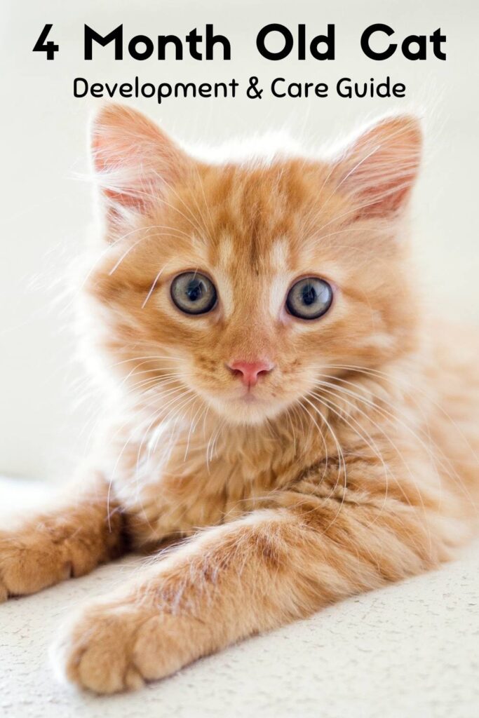 photo of a 4 month old ginger tabby kitten