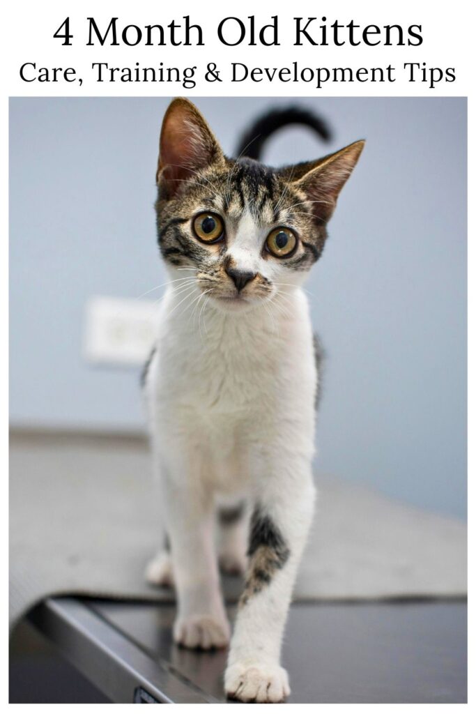 photo of a four month old kitten