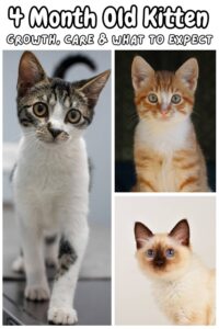 4 Month Old Kitten - Getting Bigger And Changing Fast!