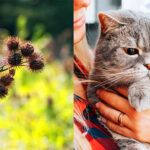 do burrs hurt cats