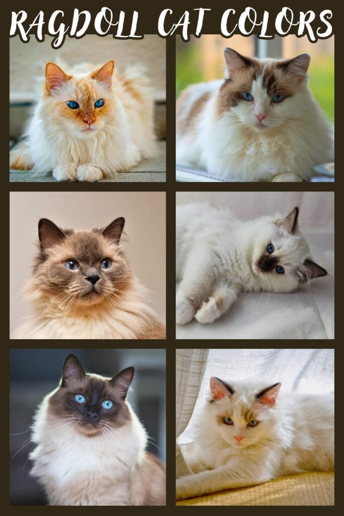 photos of different colored ragdoll cats