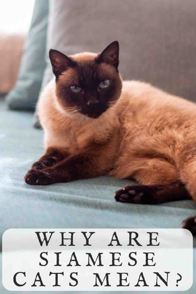 why are siamese cats mean