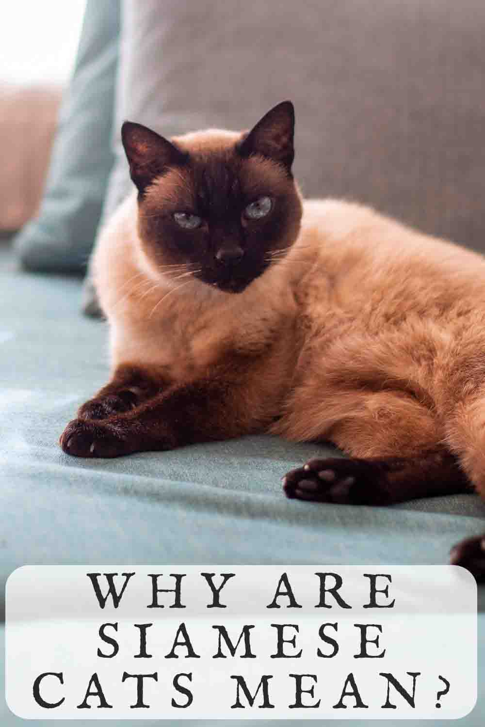 Why Are Siamese Cats Mean & Do They Deserve That Reputation?