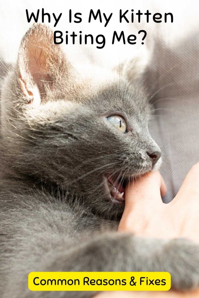 photo of a grey kitten biting a finger