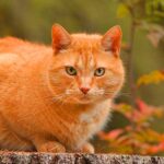 yellow cat names
