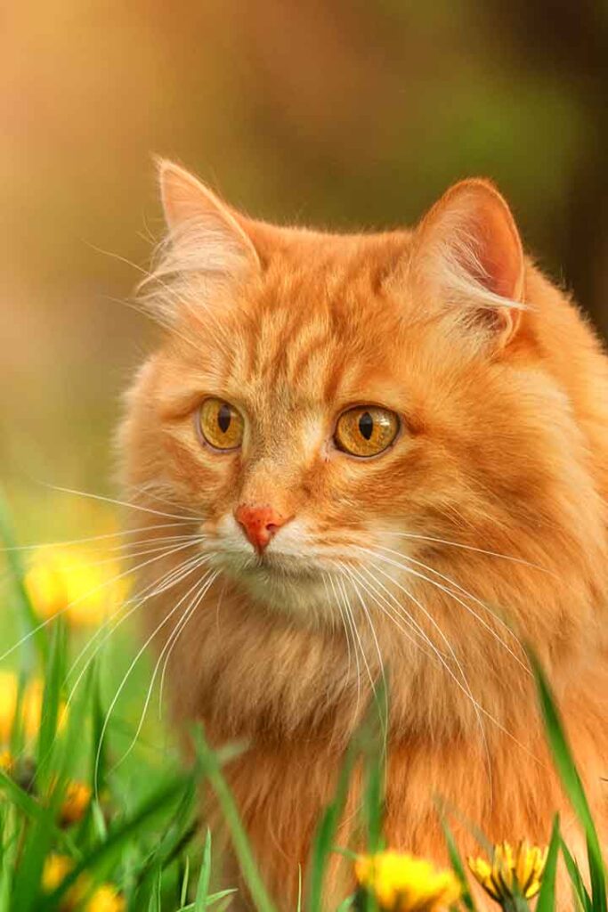 yellow cat names