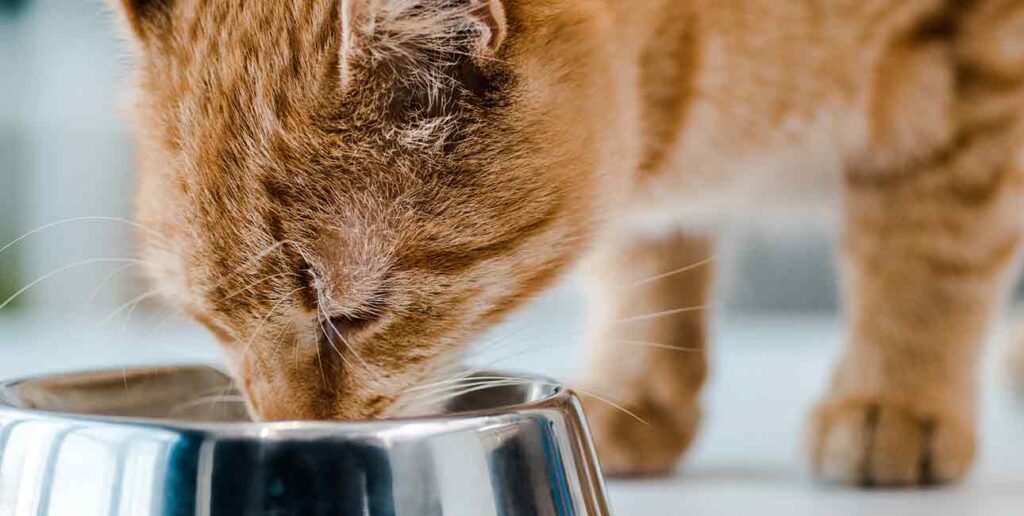 cat eating from stainless steel bowl