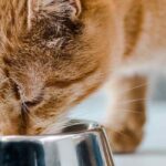 cat eating from stainless steel bowl