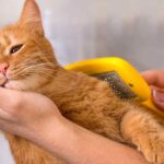 ginger cat having their fur brushed