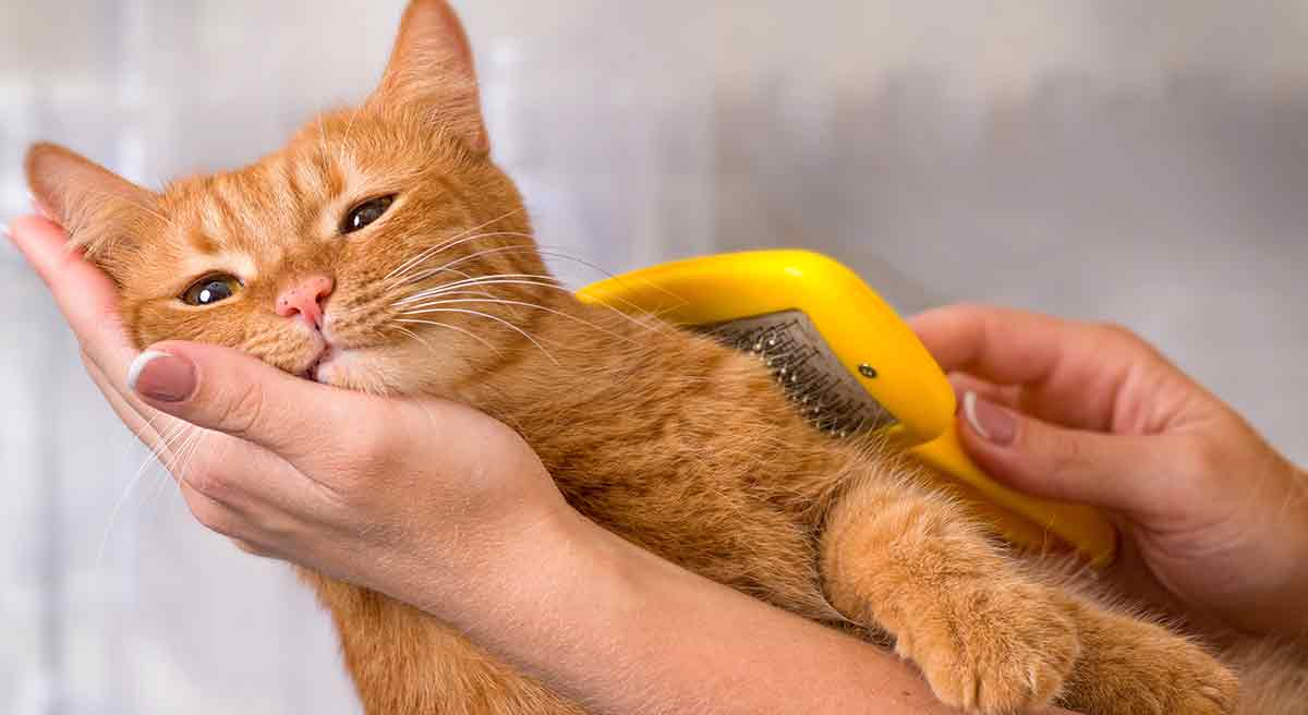 Why Does My Cat Have Dandruff And What Can Be Done About It?
