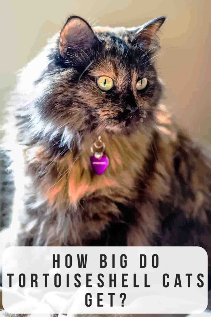 how big do tortoiseshell cats get