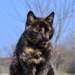 how long do tortie cats live