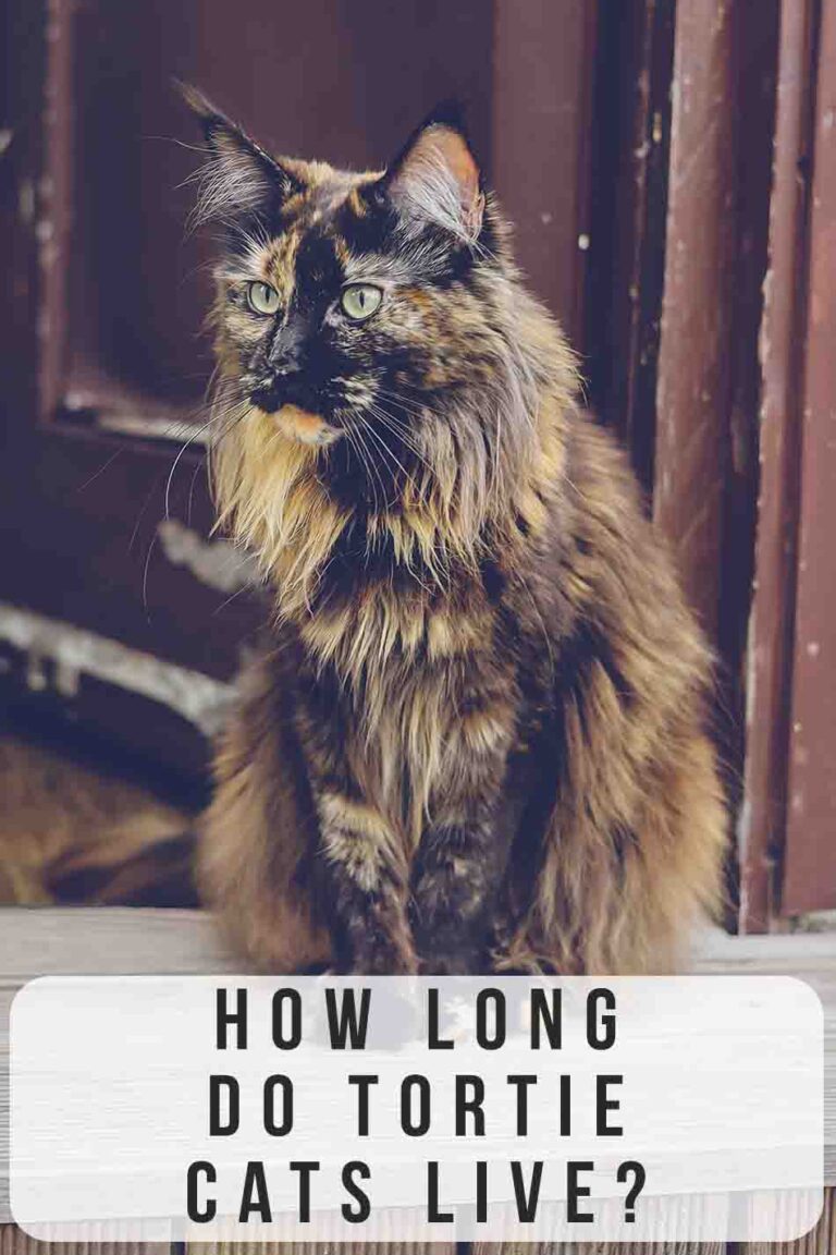 How Long Do Tortoiseshell Cats Live?