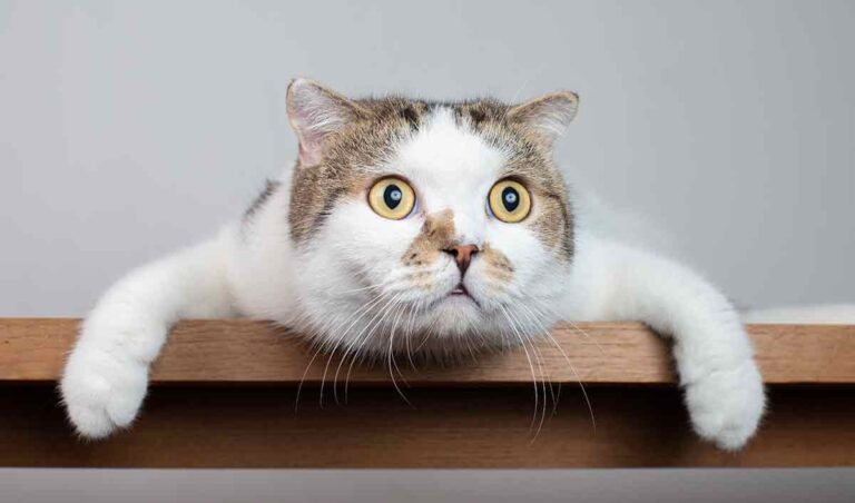 scottish fold cat looking amazed