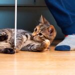 how to keep an indoor cat entertained