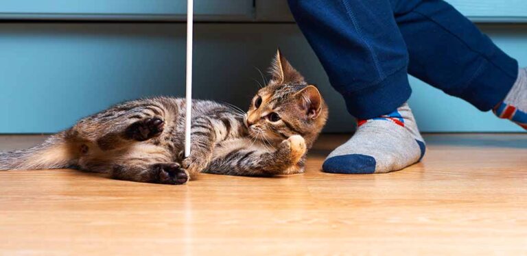 how to keep an indoor cat entertained