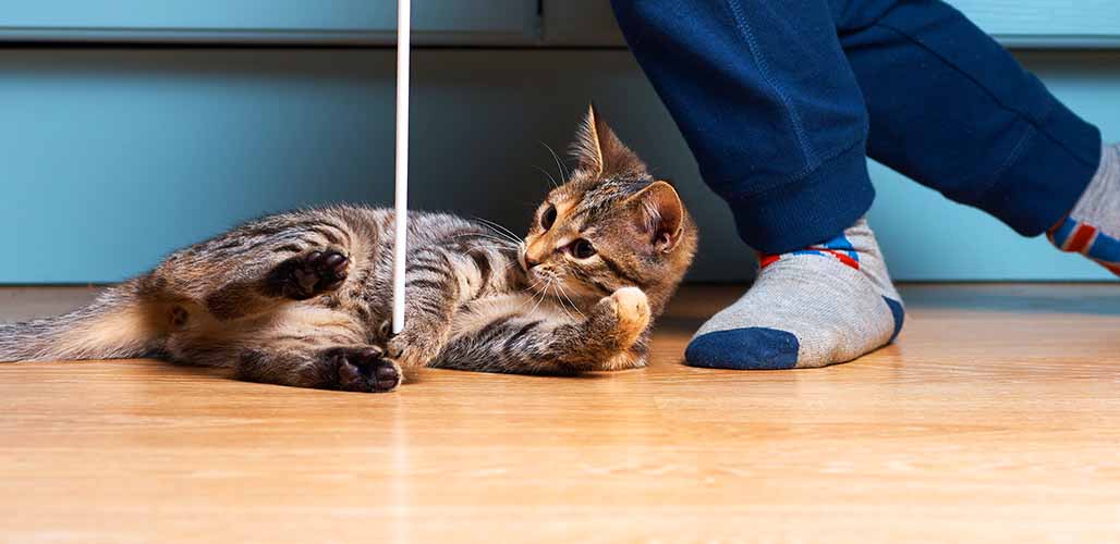 How to Keep Cats Entertained CharliekruwWatkins