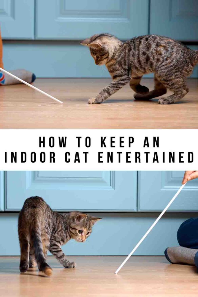 how to keep an indoor cat entertained
