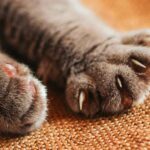 is declawing cats bad