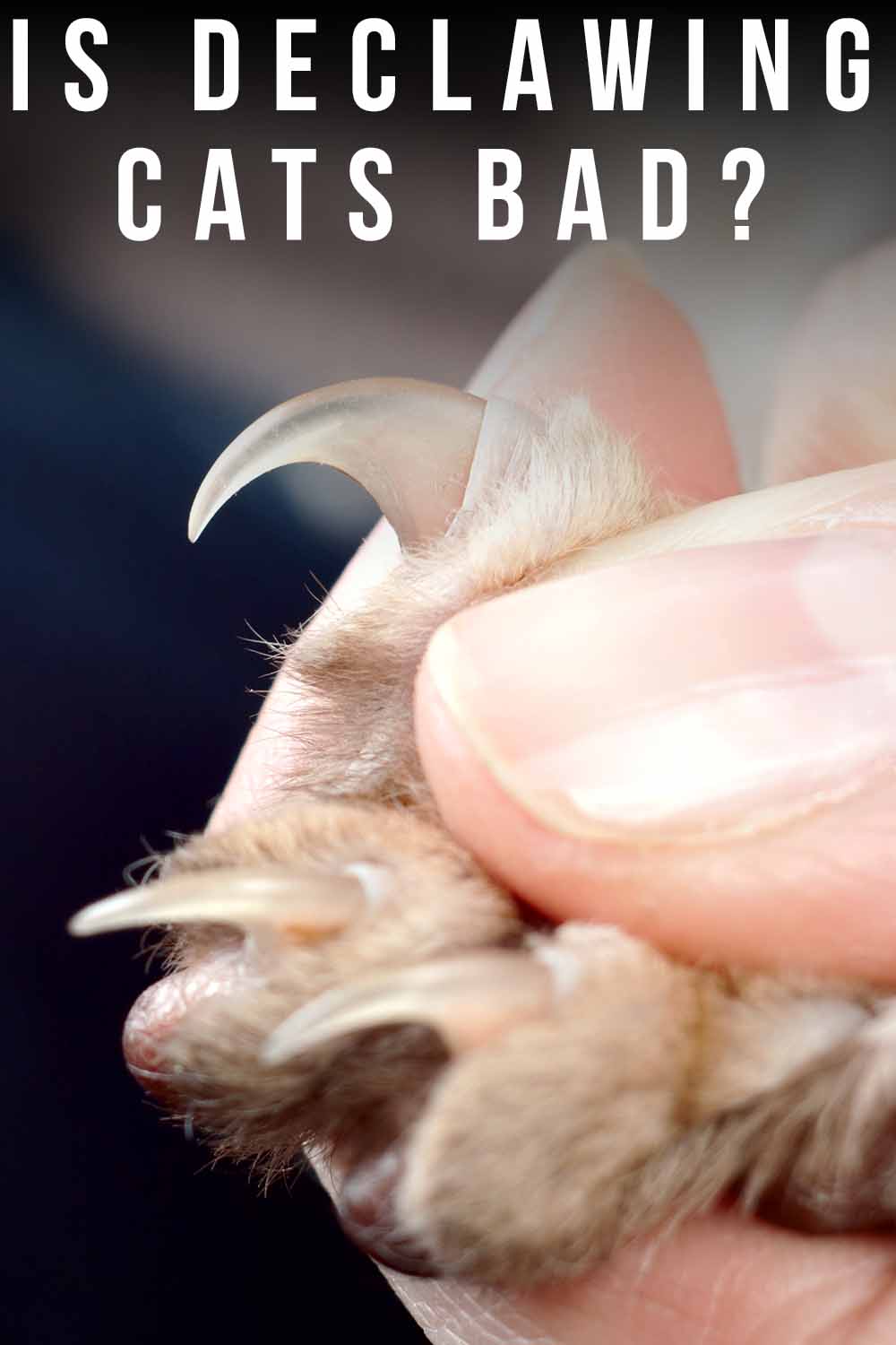 Is Declawing Cats Bad? Cat Care Advice