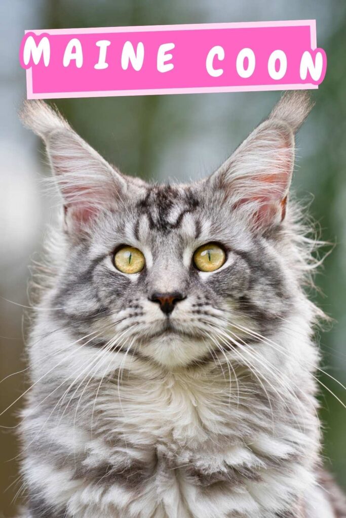 photo of a maine coon cat