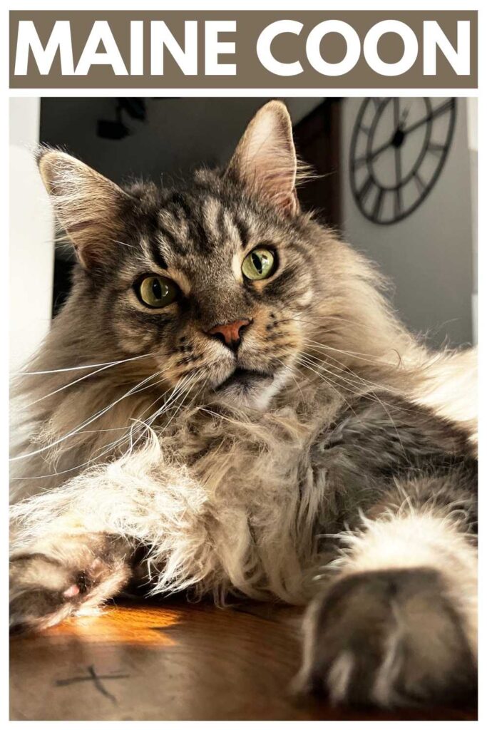 photo of a maine coon cat