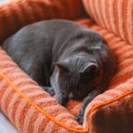 should each cat have their own bed