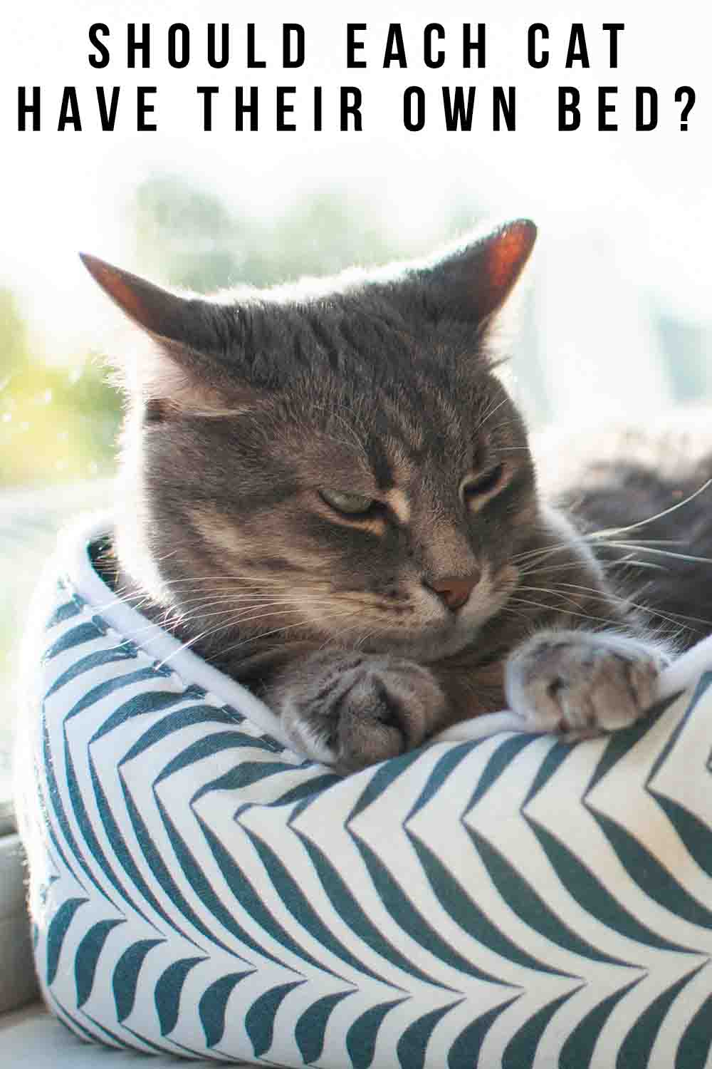 Should Cats Each Have Their Own Bed, Or Can They Share?