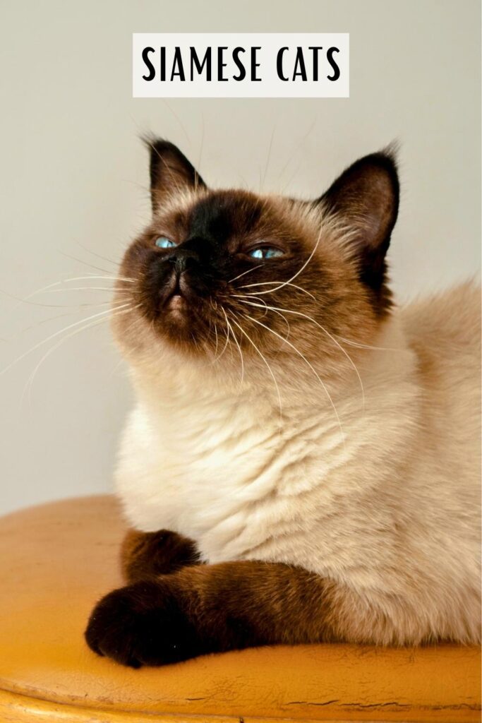 photo of a siamese cat
