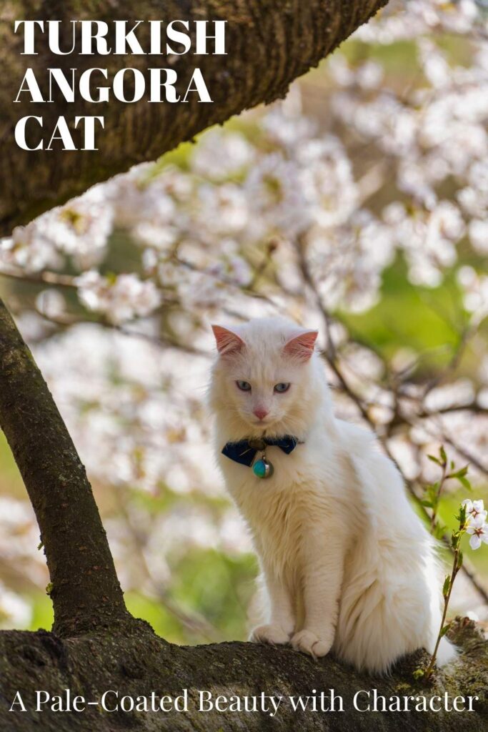 white turkish angora cat sitting on a tree branch