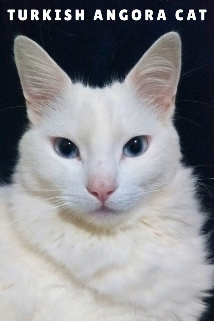 photo of a white turkish angora cat
