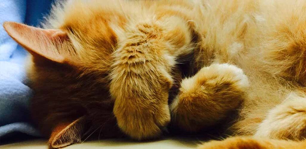 why do cats cover their eyes when they sleep