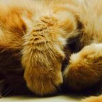 why do cats cover their eyes when they sleep