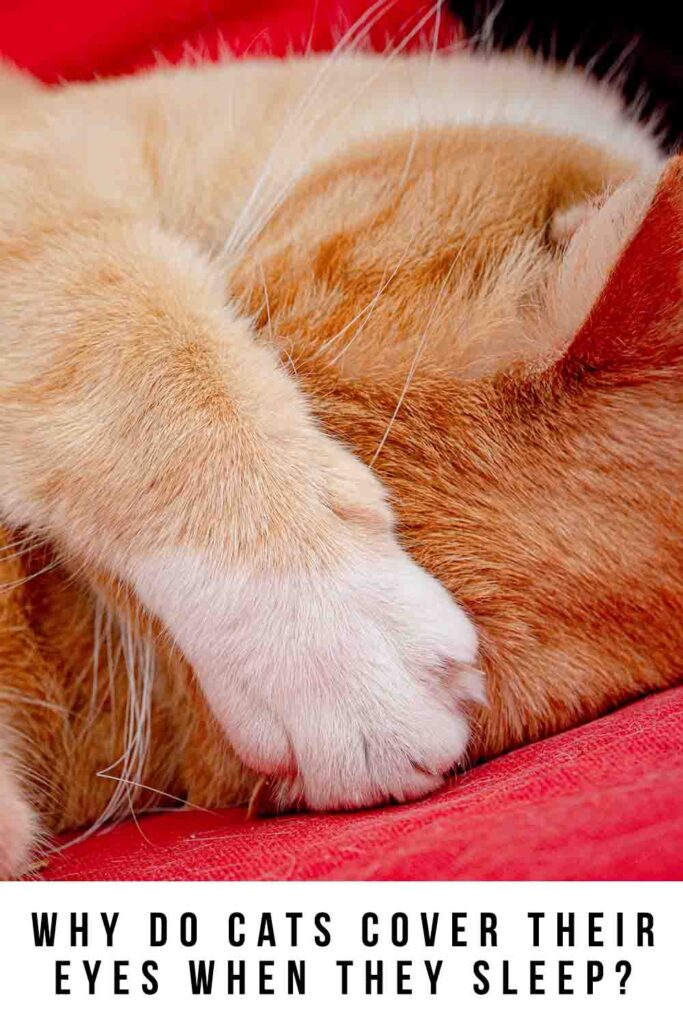 why do cats cover their eyes when they sleep