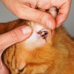 will rubbing alcohol kill ear mites in cats