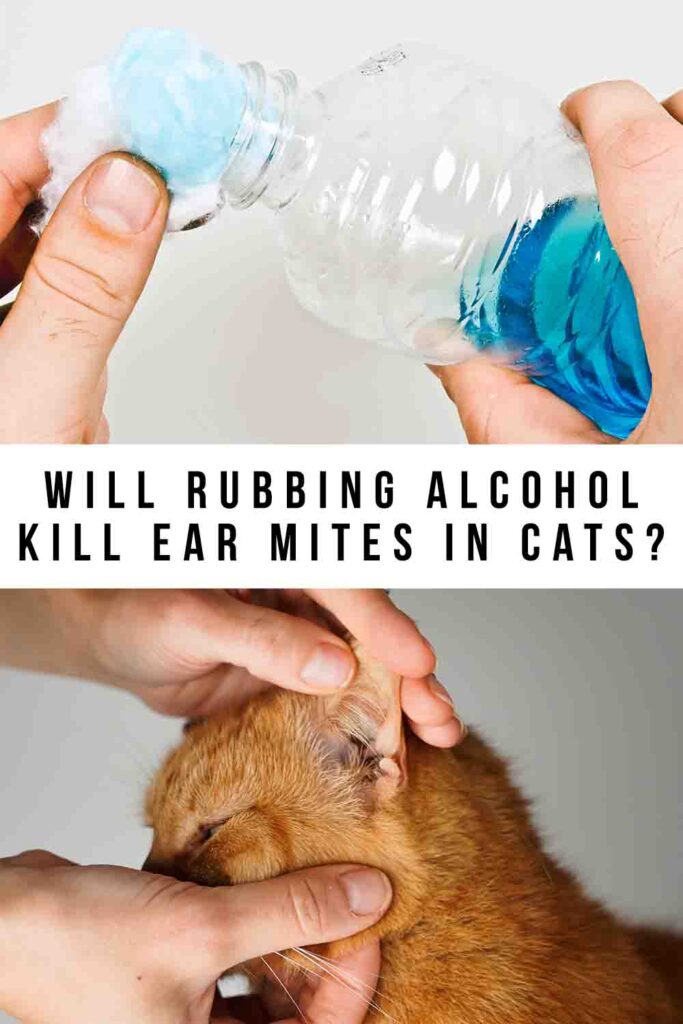 will rubbing alcohol kill ear mites in cats