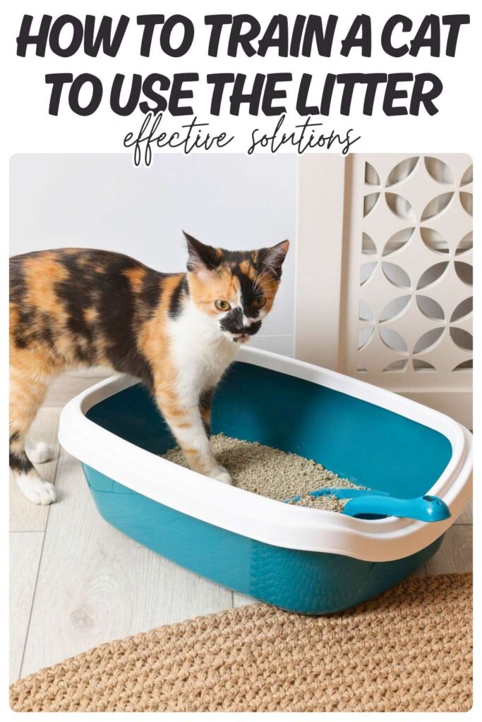 photo of a calico cat with one paw in a blue litter box