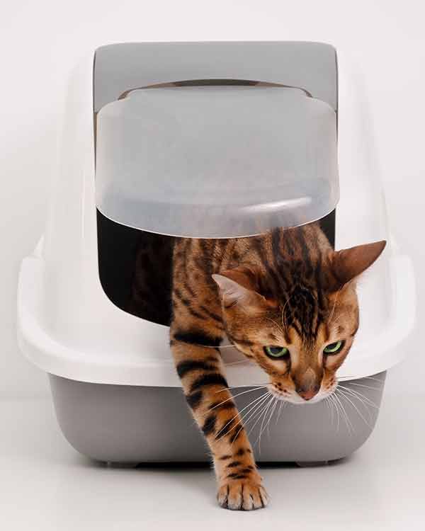 bengal cat leaving litter box with door