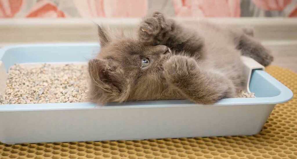 kitten in a litter box