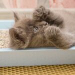 kitten in a litter box