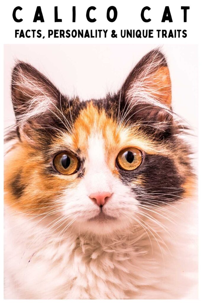photo of a longhaired calico cat