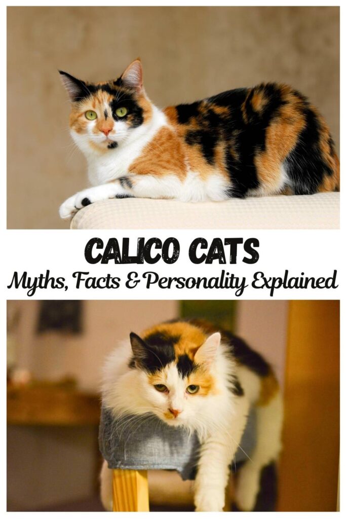 two photos of calico cats one above the other