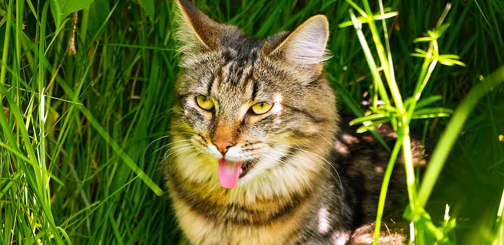 Can Cats Breathe Through Their Mouth 