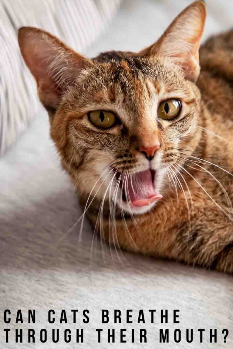 Can Cats Breathe Through Their Mouth?